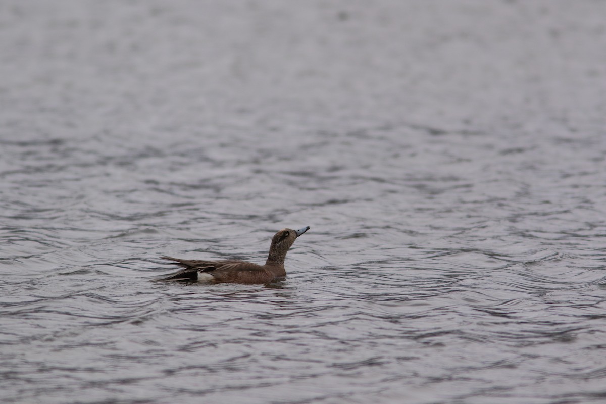 American Wigeon - ML383089901