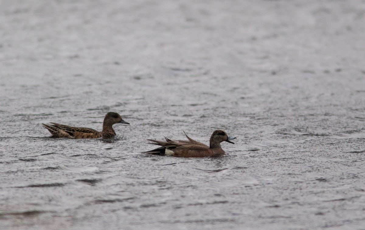 American Wigeon - ML383089911