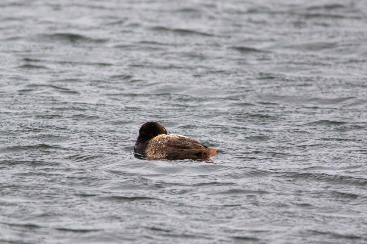 Lesser Scaup - ML383090061