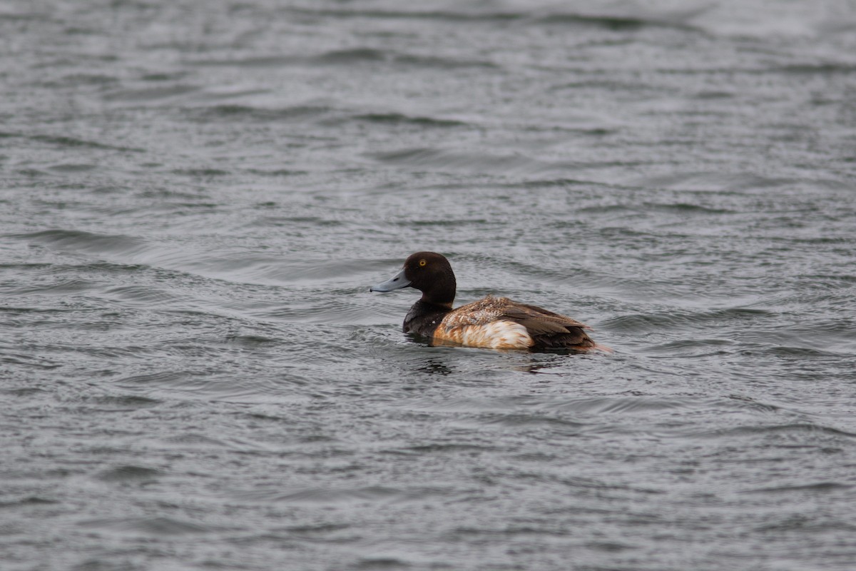 Lesser Scaup - ML383090091