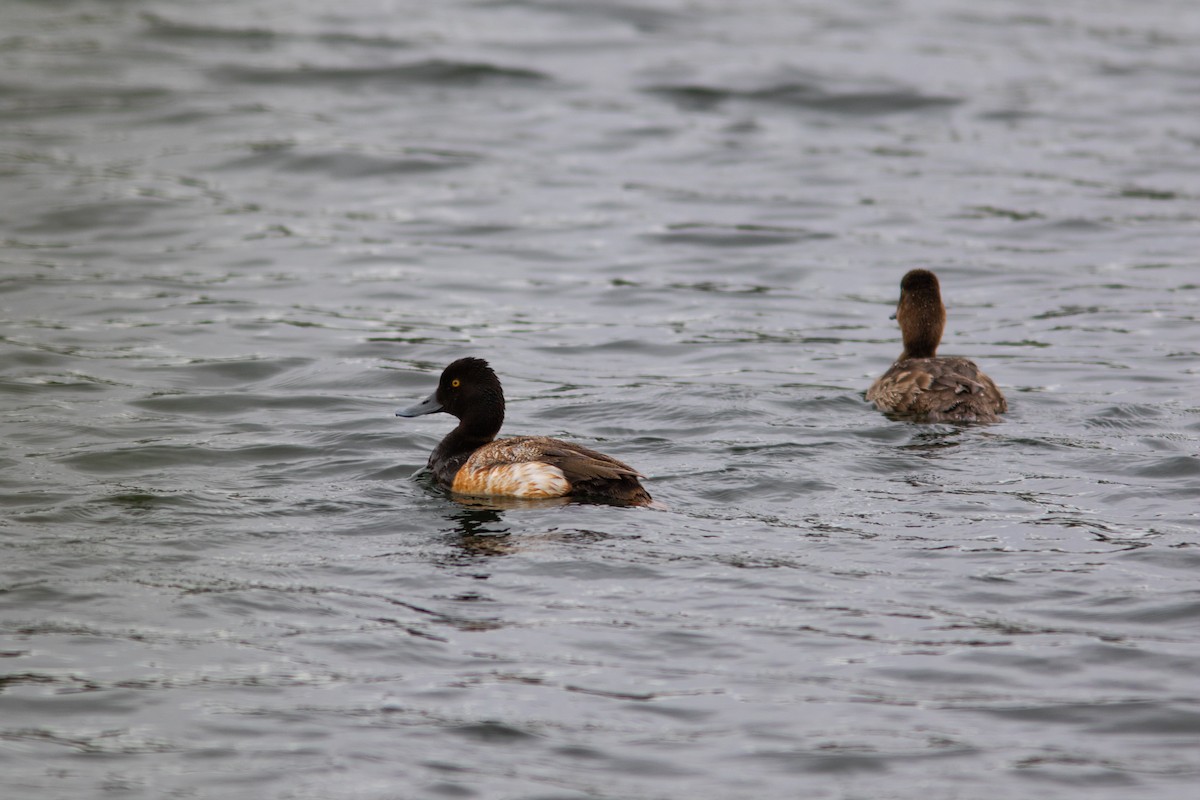 Lesser Scaup - ML383090111