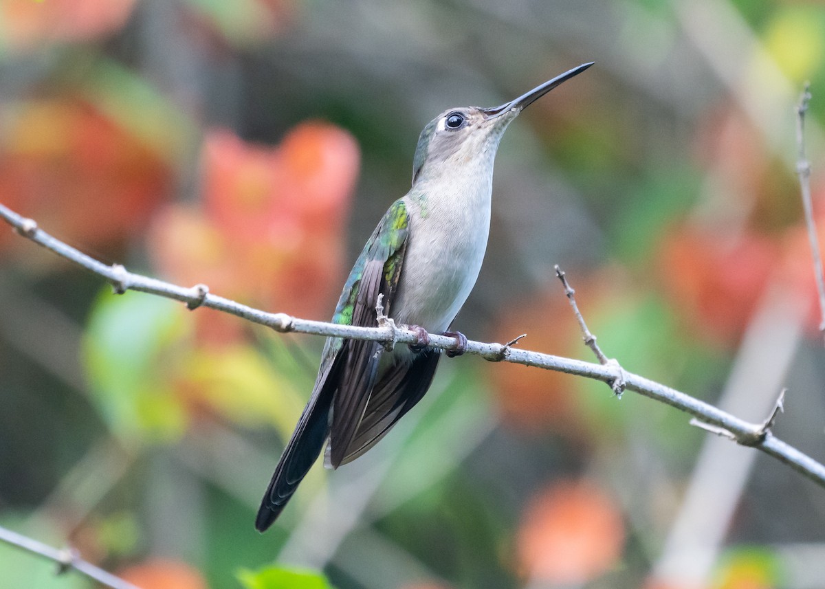 Wedge-tailed Sabrewing - Patrick Van Thull