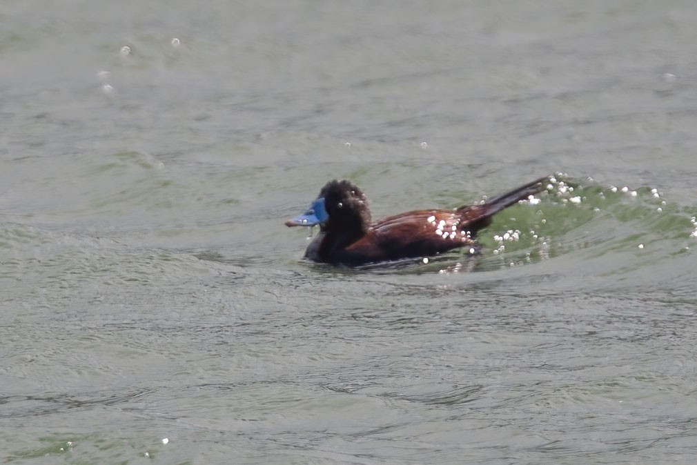 Andean Duck - Arthur Grosset