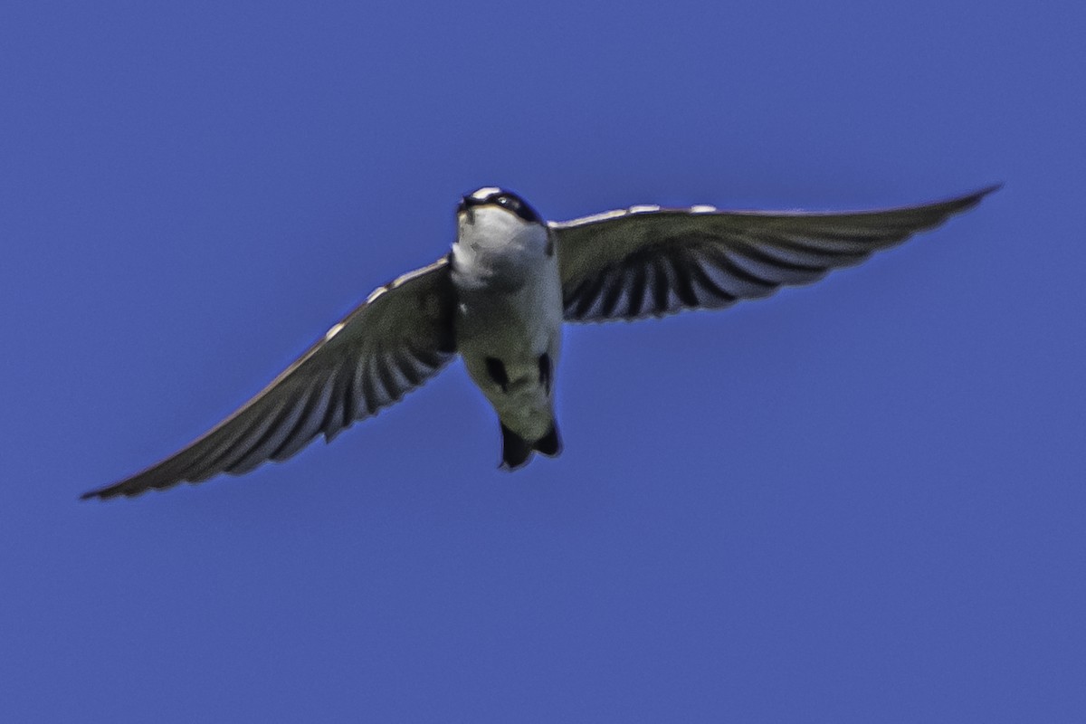White-rumped Swallow - Amed Hernández