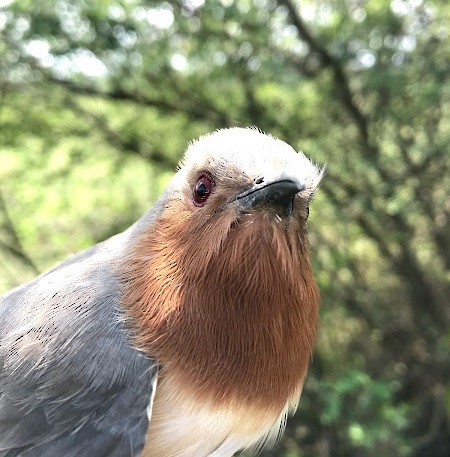 Dwarf Cuckoo - YAIR GUILLERMO MOLINA MARTINEZ