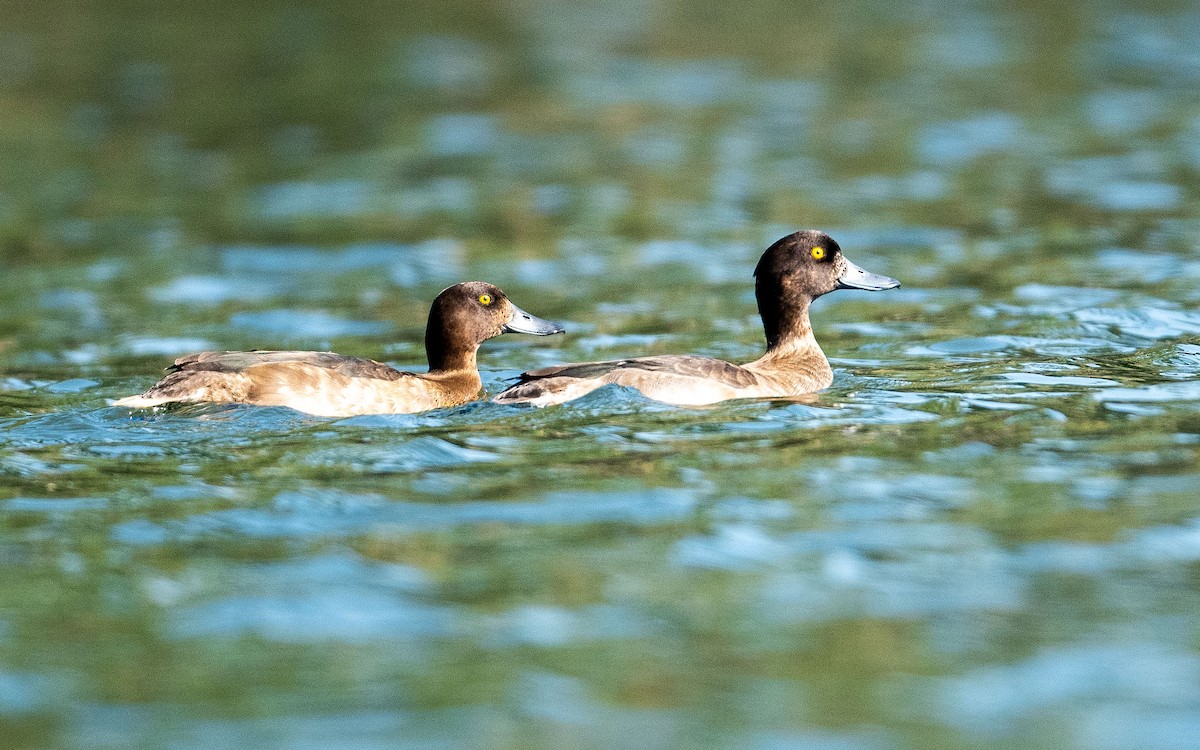 Tufted Duck - ML383097631