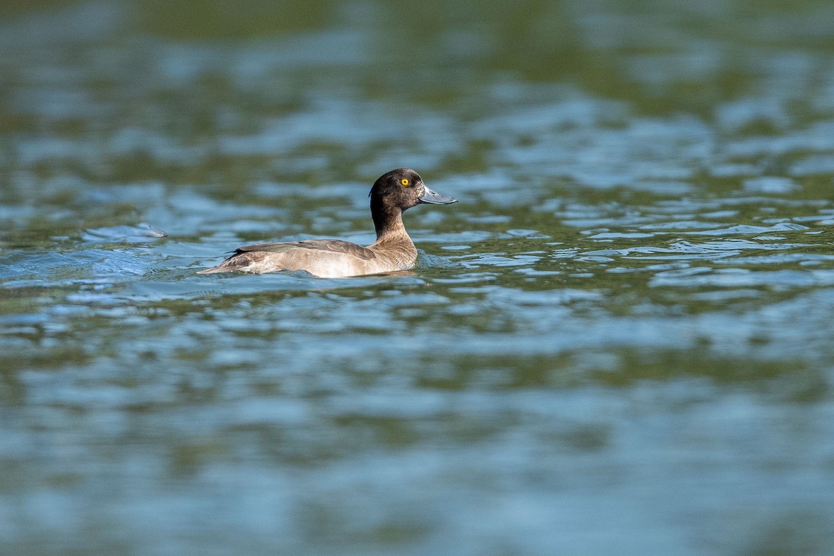 Tufted Duck - ML383097641