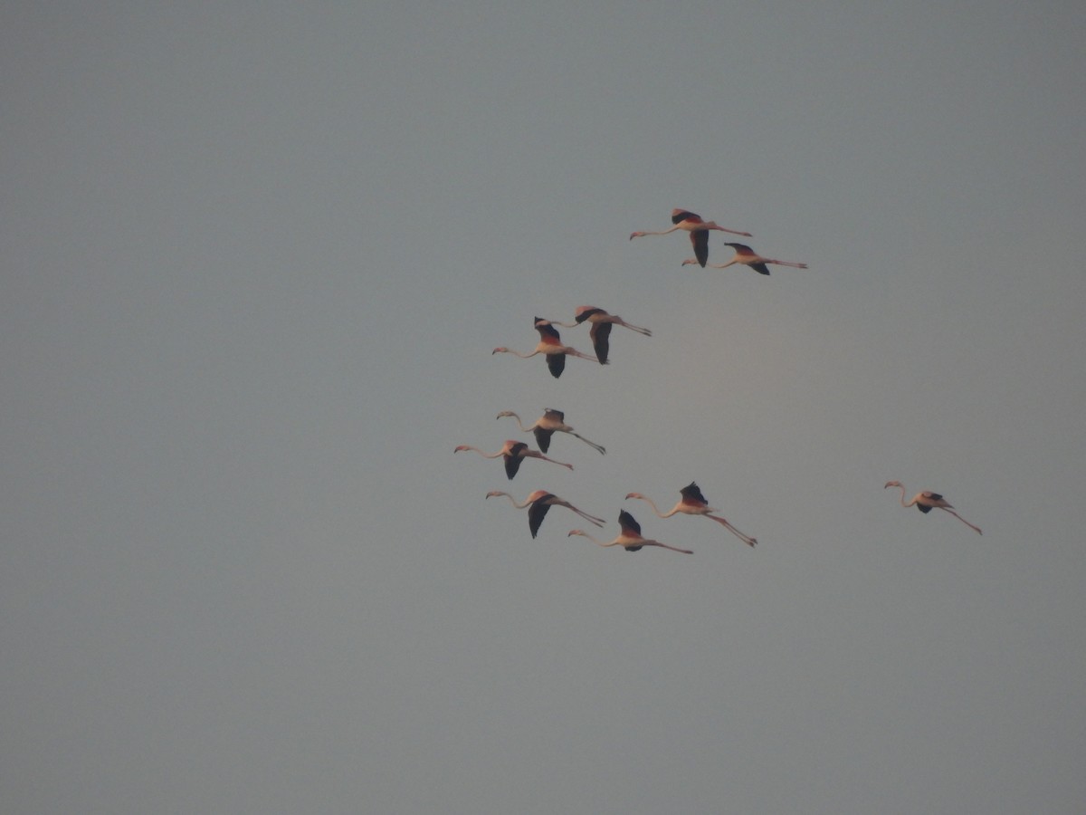 Greater Flamingo - ML383098861