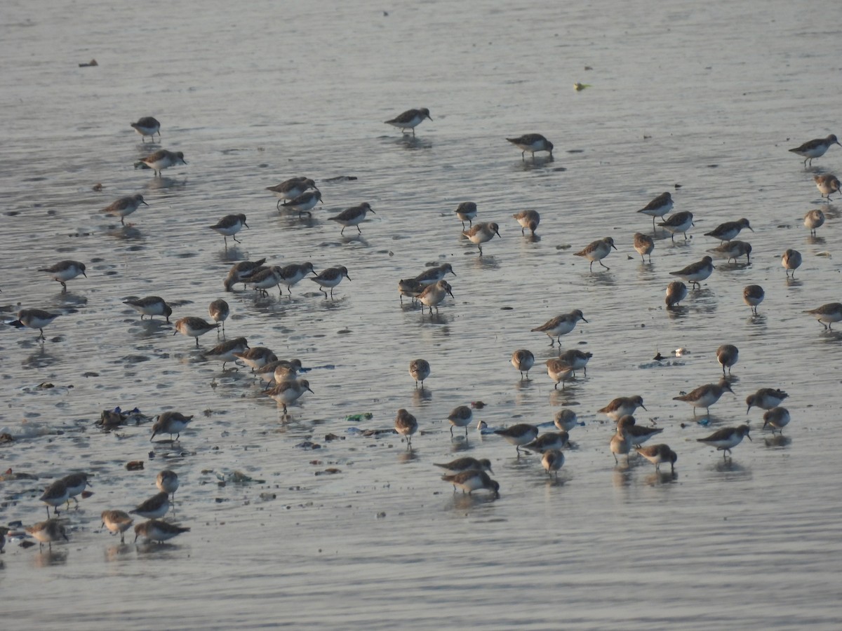 Little Stint - ML383098911