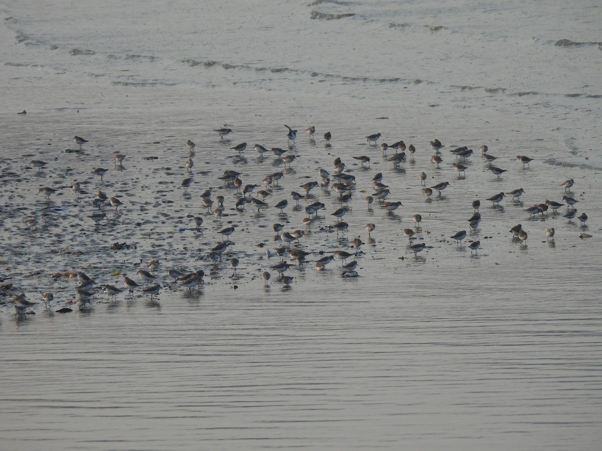 Little Stint - ML383098921
