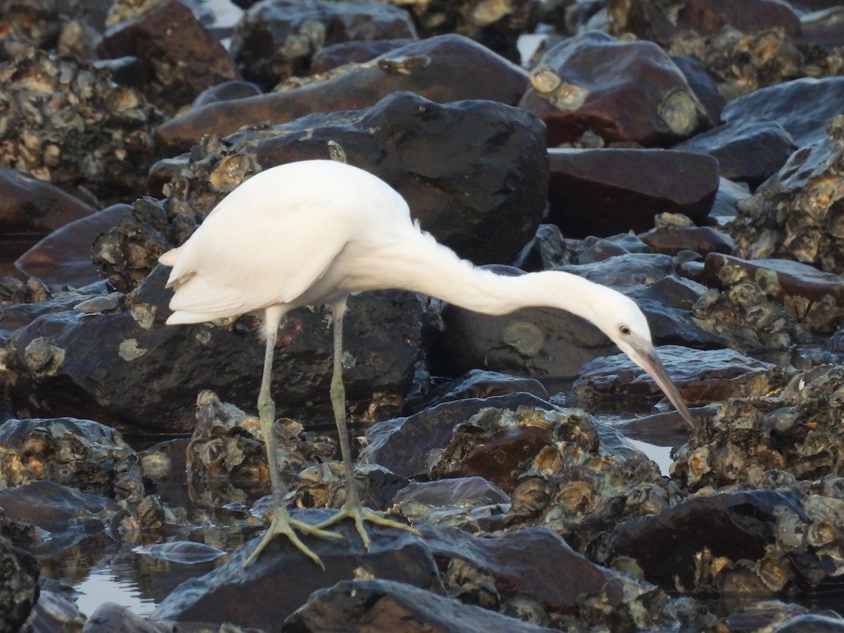 Little Egret - ML383098951