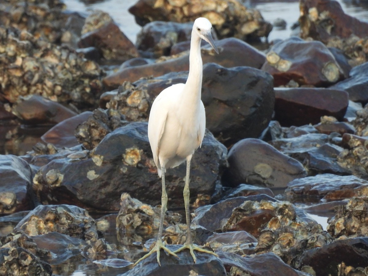 Little Egret - ML383098961