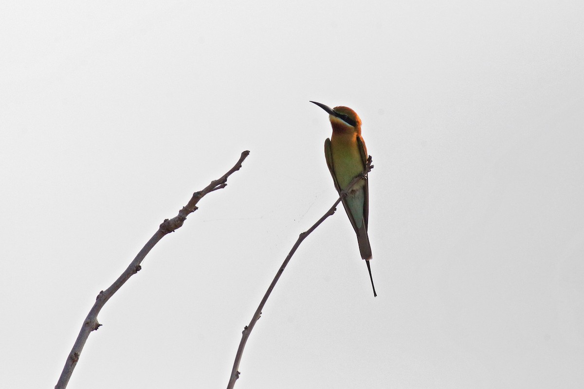 Blue-tailed Bee-eater - ML383098971