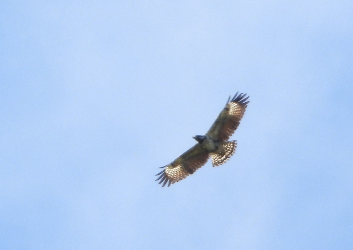 káně tmavá - ML383099721