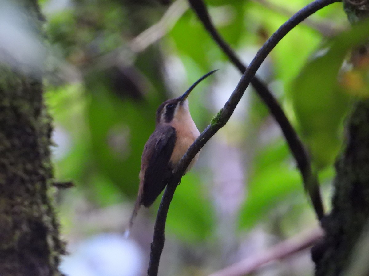 Stripe-throated Hermit - ML383099781