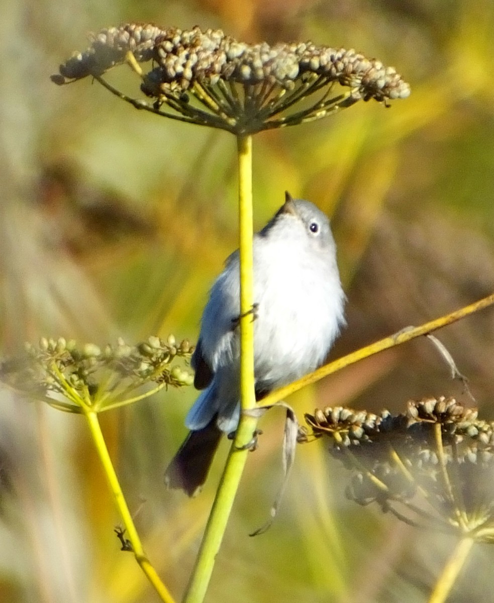 Blue-gray Gnatcatcher - ML38309991