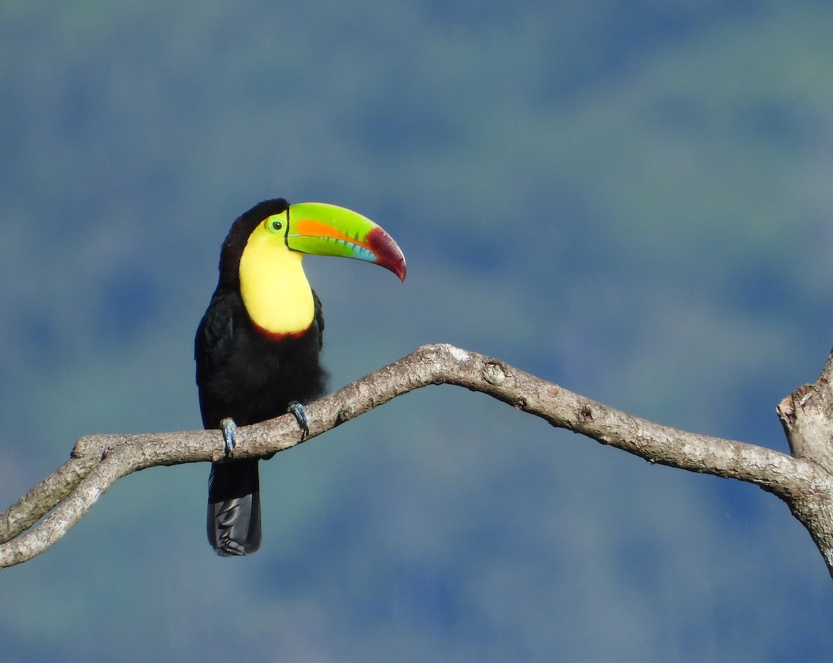 Keel-billed Toucan - ML383099911