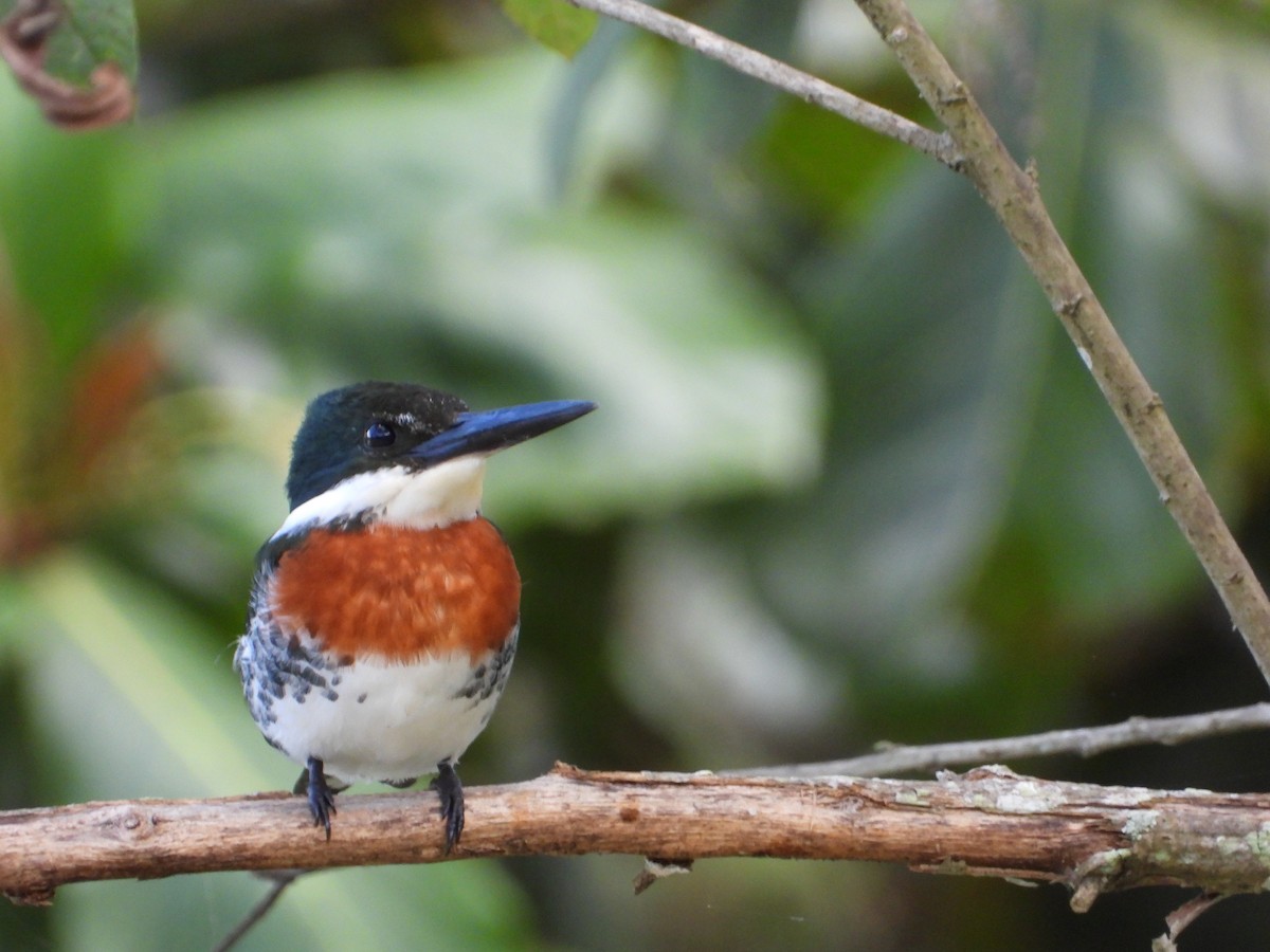 Green Kingfisher - ML383100031