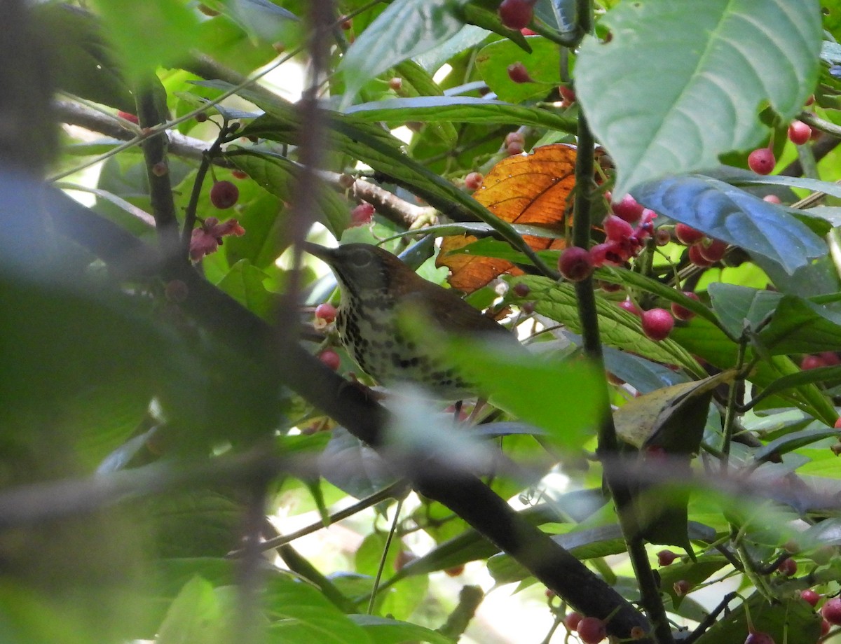 Wood Thrush - ML383100051