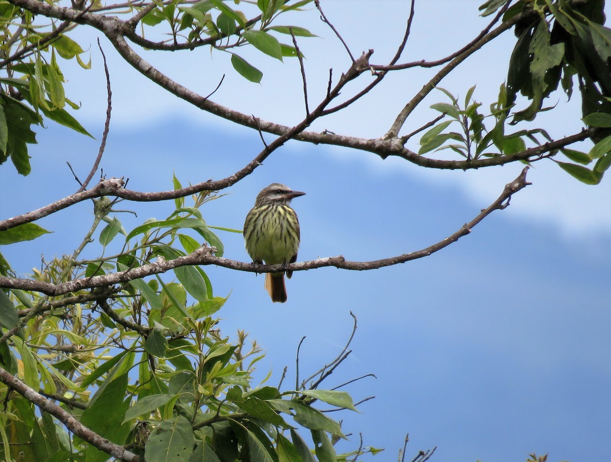 Sulphur-bellied Flycatcher - ML38310071