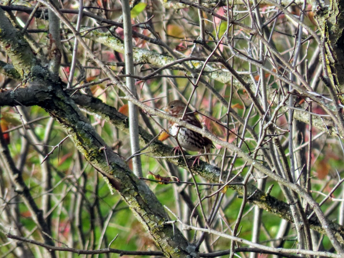 Fox Sparrow - ML383101071