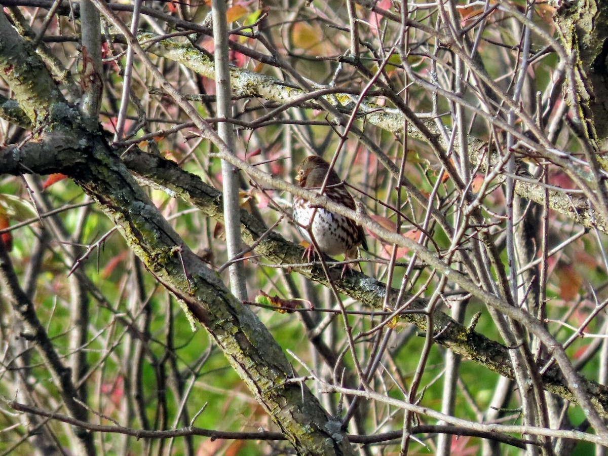 Fox Sparrow - ML383101081