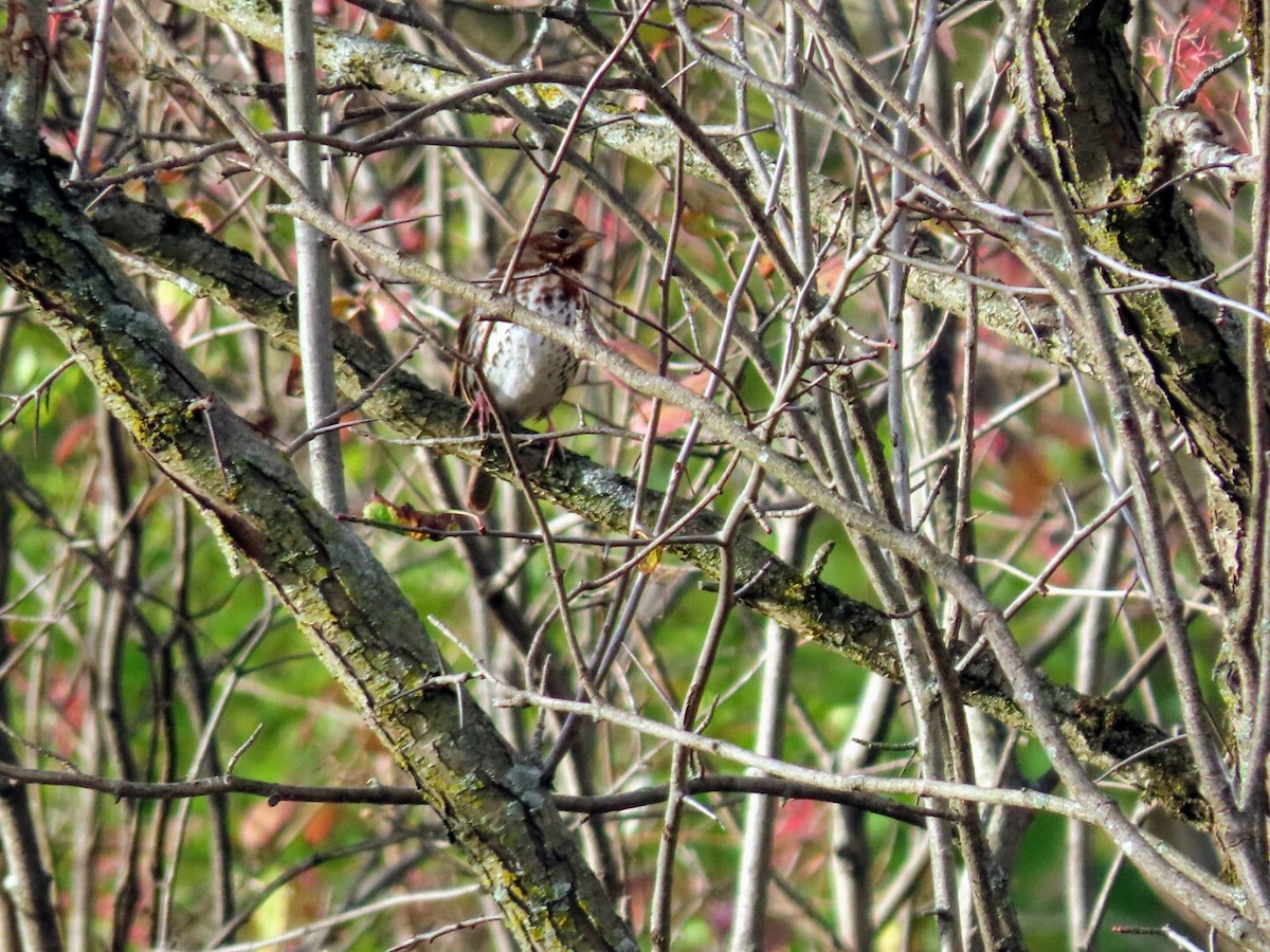 Fox Sparrow - ML383101091