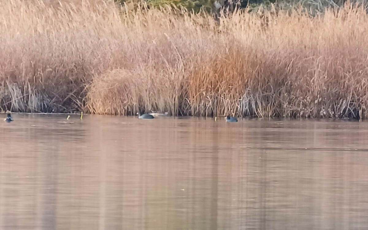 American Coot - ML383101221