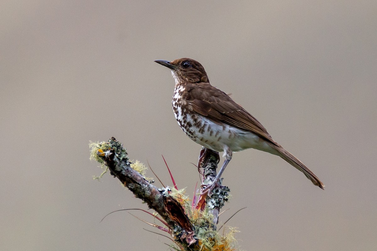 Marañon Thrush - ML383102101