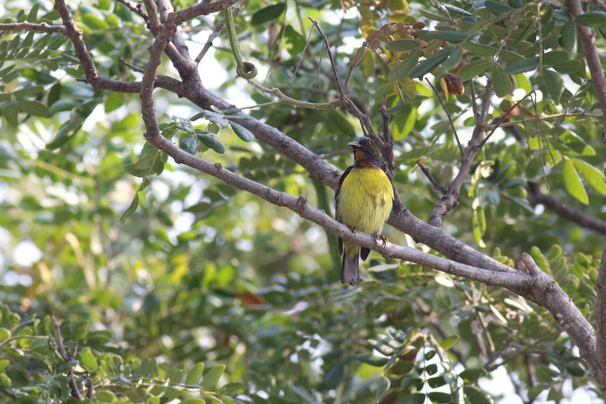 Brown-throated Sunbird - ML383103701