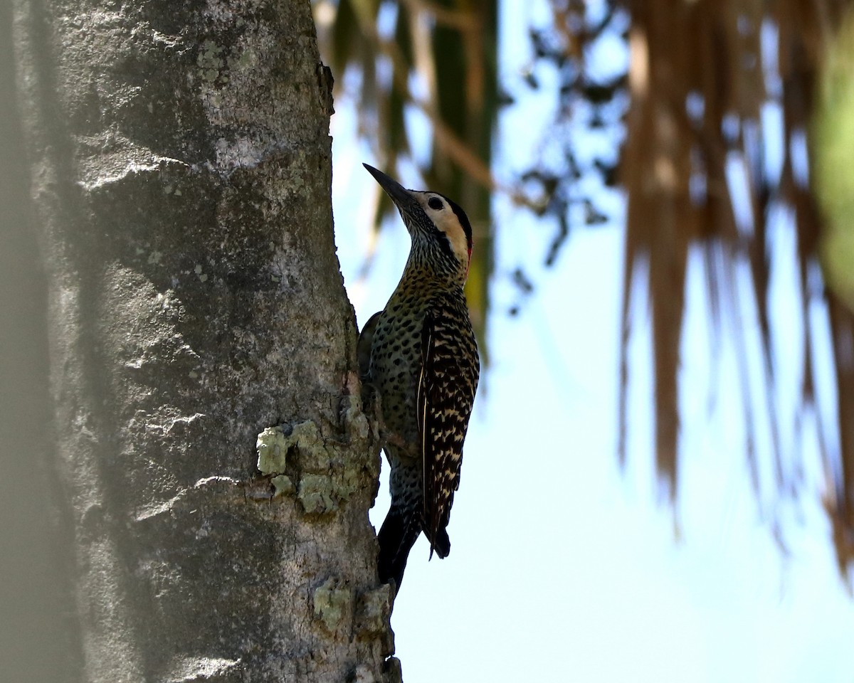 Green-barred Woodpecker - ML383103801