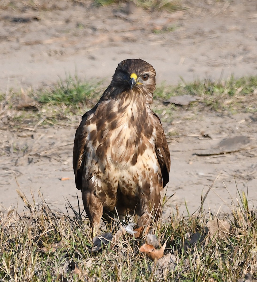 Common Buzzard - Василий Калиниченко