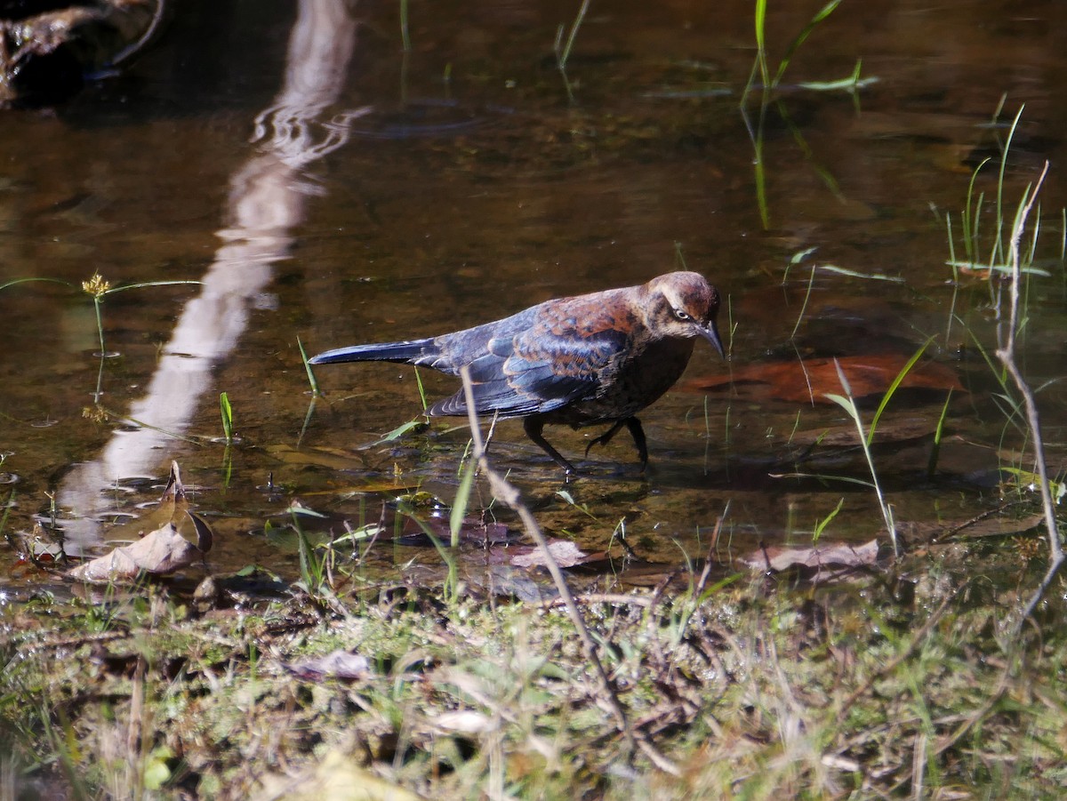 Rusty Blackbird - ML383104391