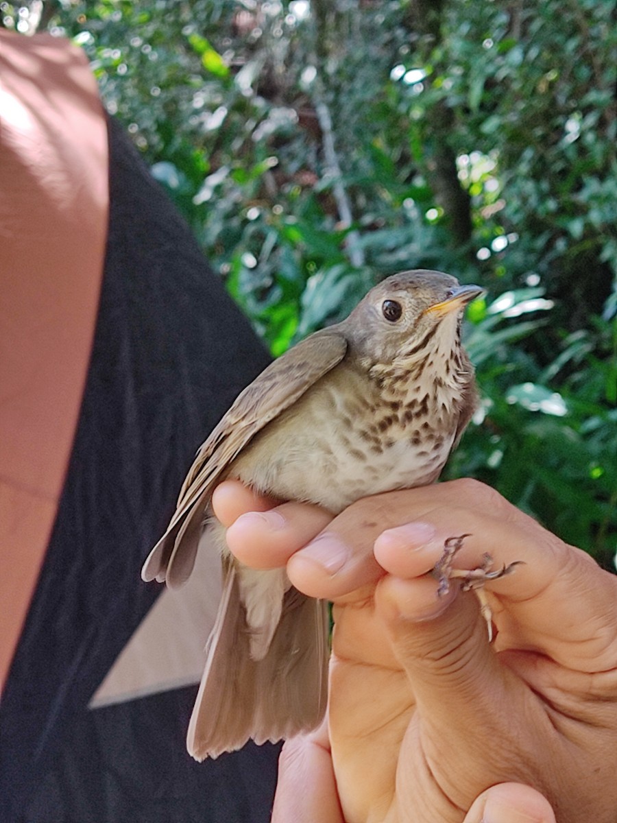 Gray-cheeked Thrush - ML383104551