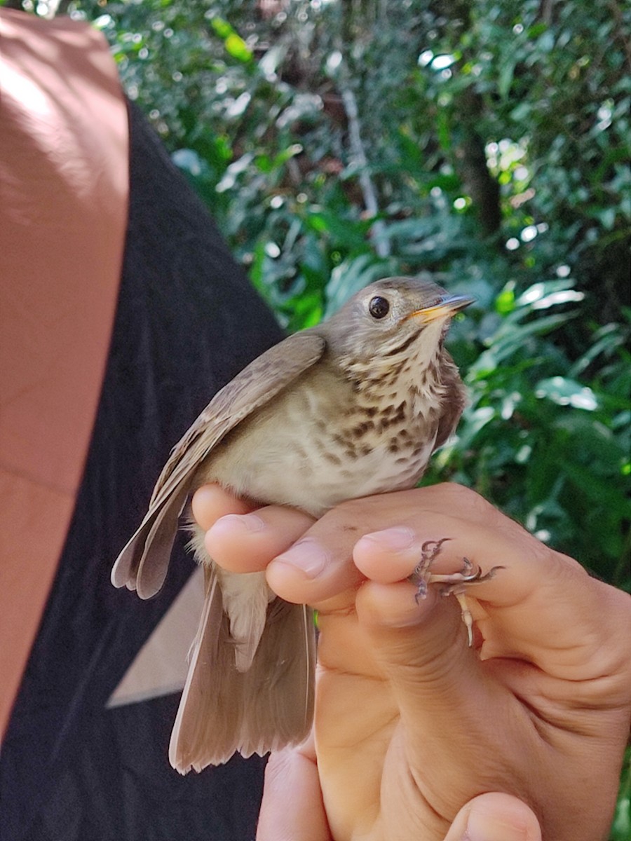 Gray-cheeked Thrush - ML383104571