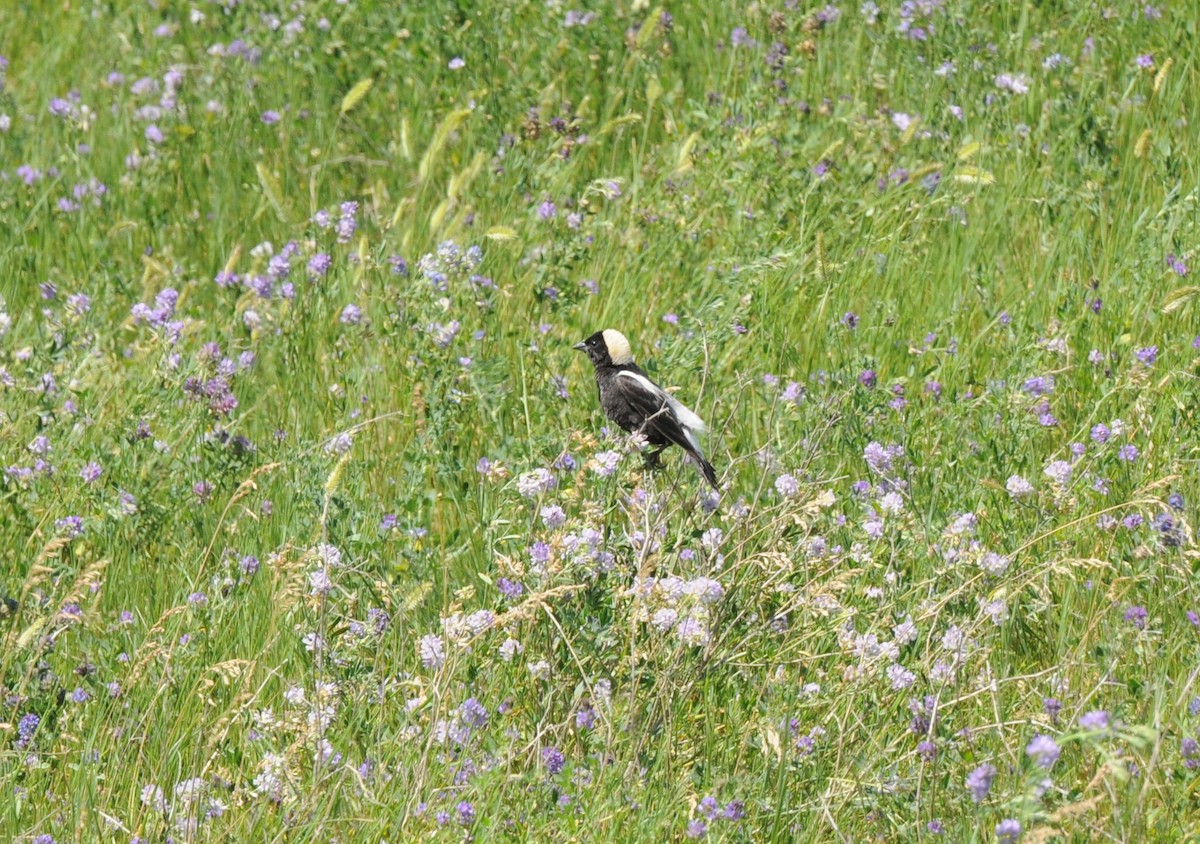 Bobolink - PC Smith