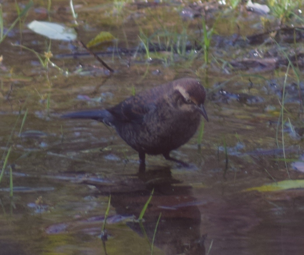 Rusty Blackbird - ML383105831