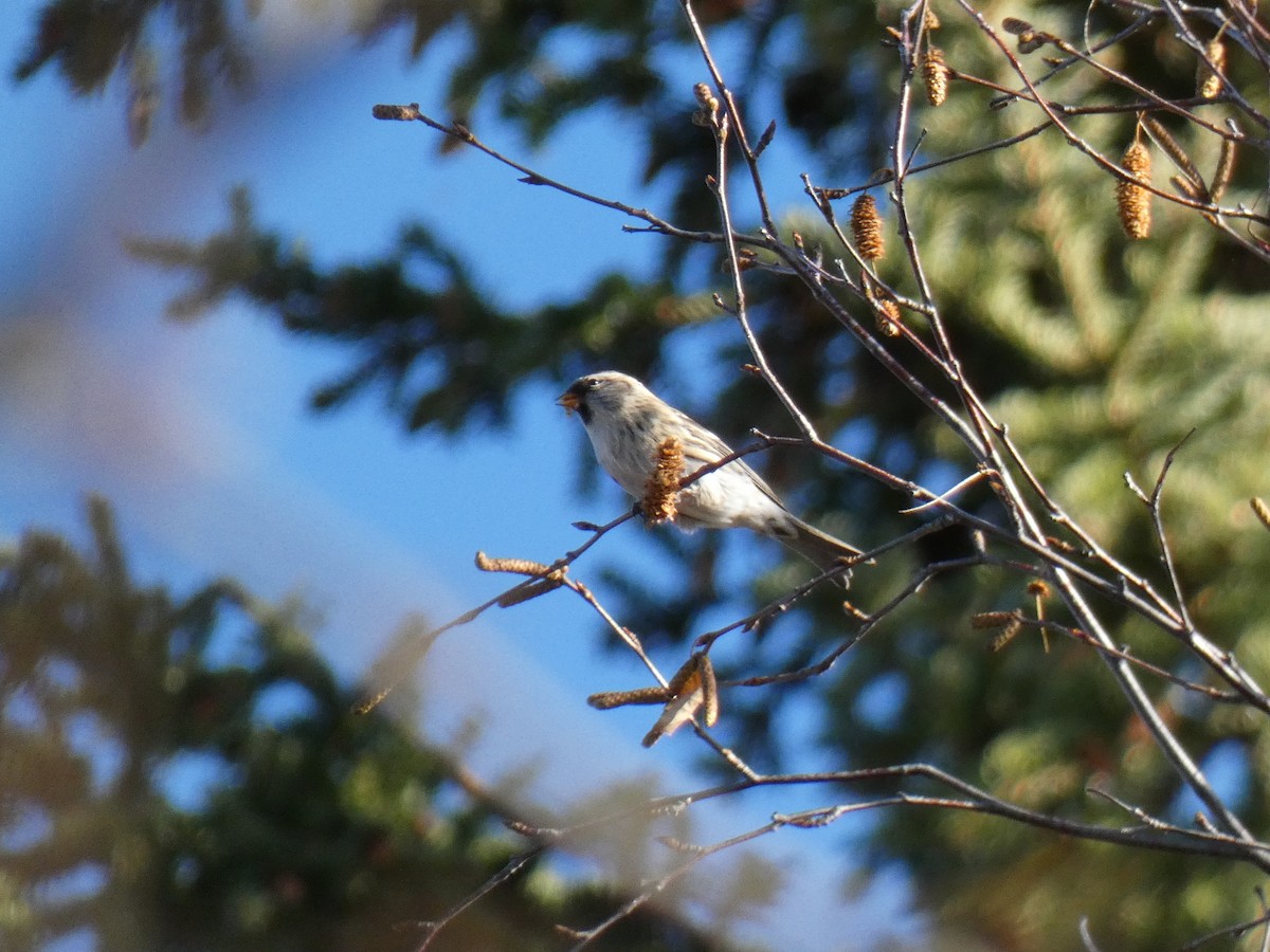 Common Redpoll - Blake Weis