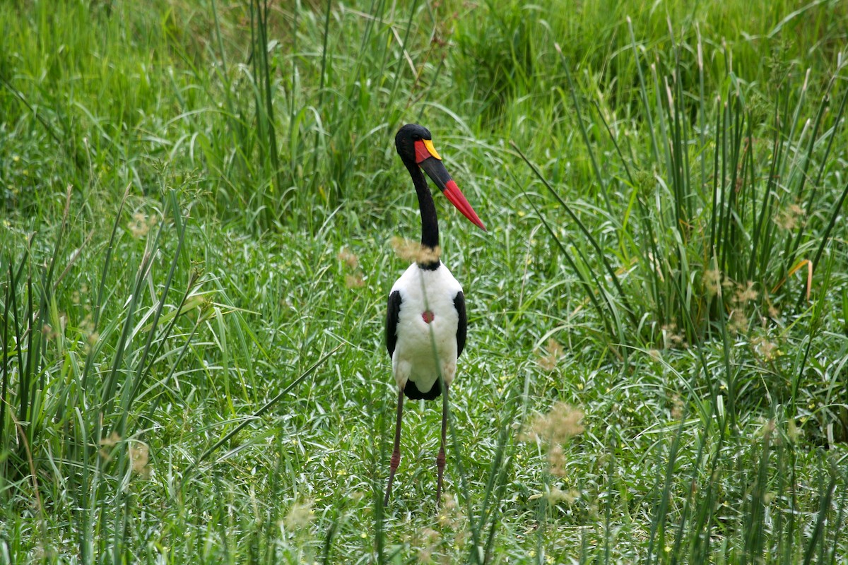 Saddle-billed Stork - Gordon Starkebaum