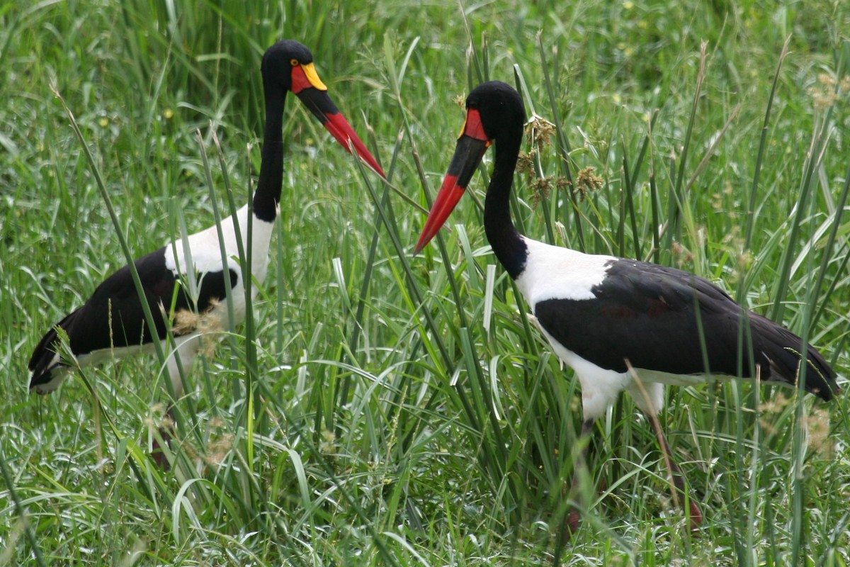 Saddle-billed Stork - Gordon Starkebaum