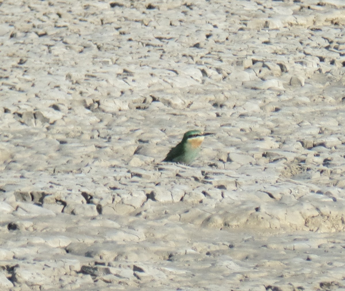 Blue-cheeked Bee-eater - ML383107541