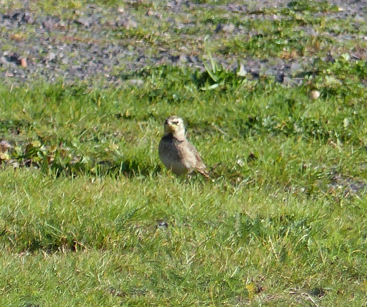 Horned Lark - ML383108271