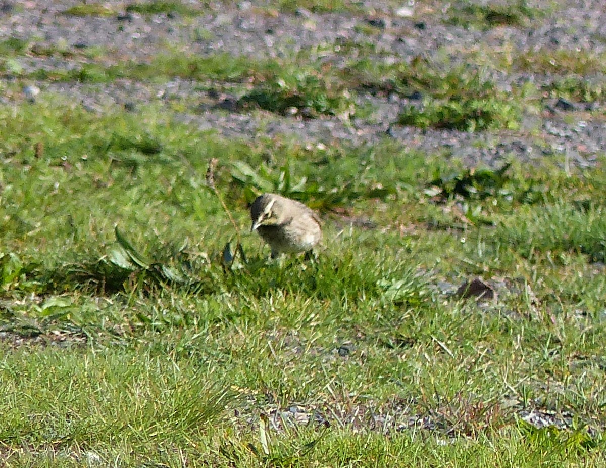 Horned Lark - ML383108641