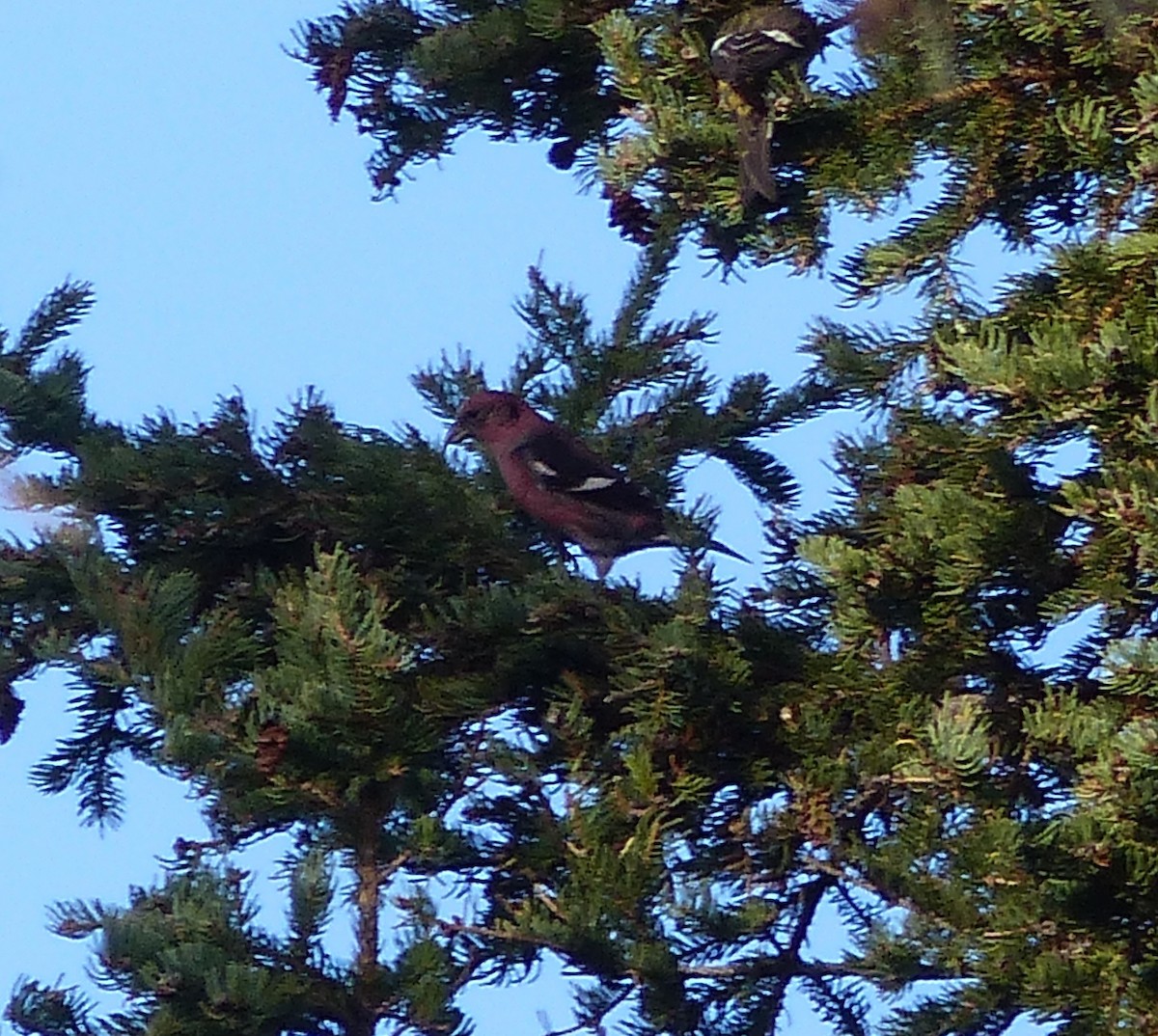 White-winged Crossbill - ML383108831