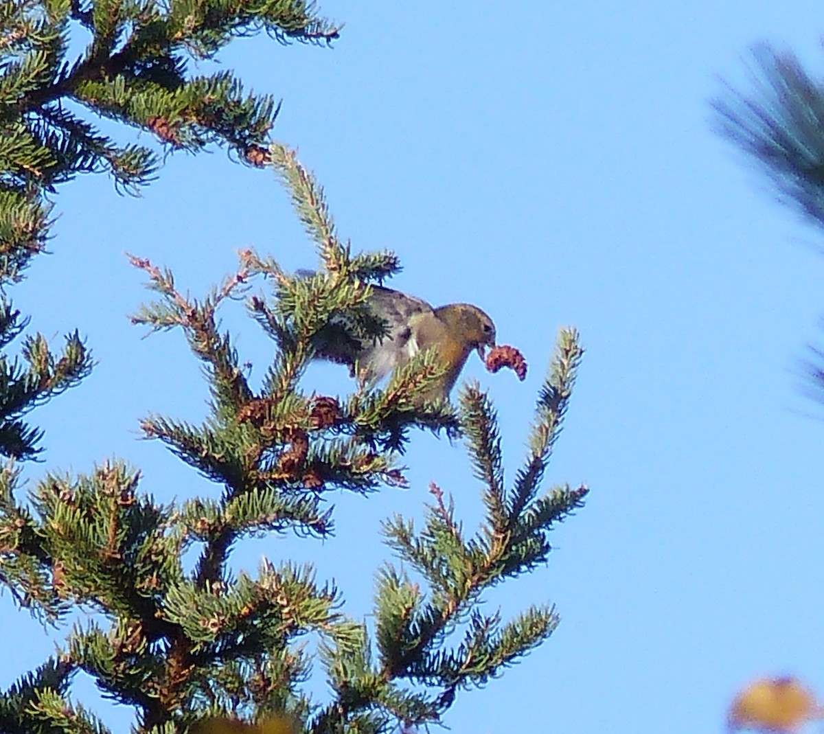 White-winged Crossbill - ML383108941