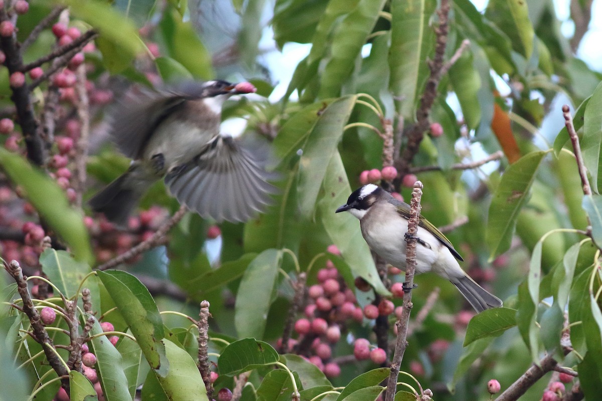 Light-vented Bulbul - ML383109651