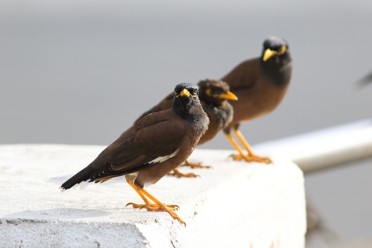 Common Myna - Meng-Chieh (孟婕) FENG (馮)