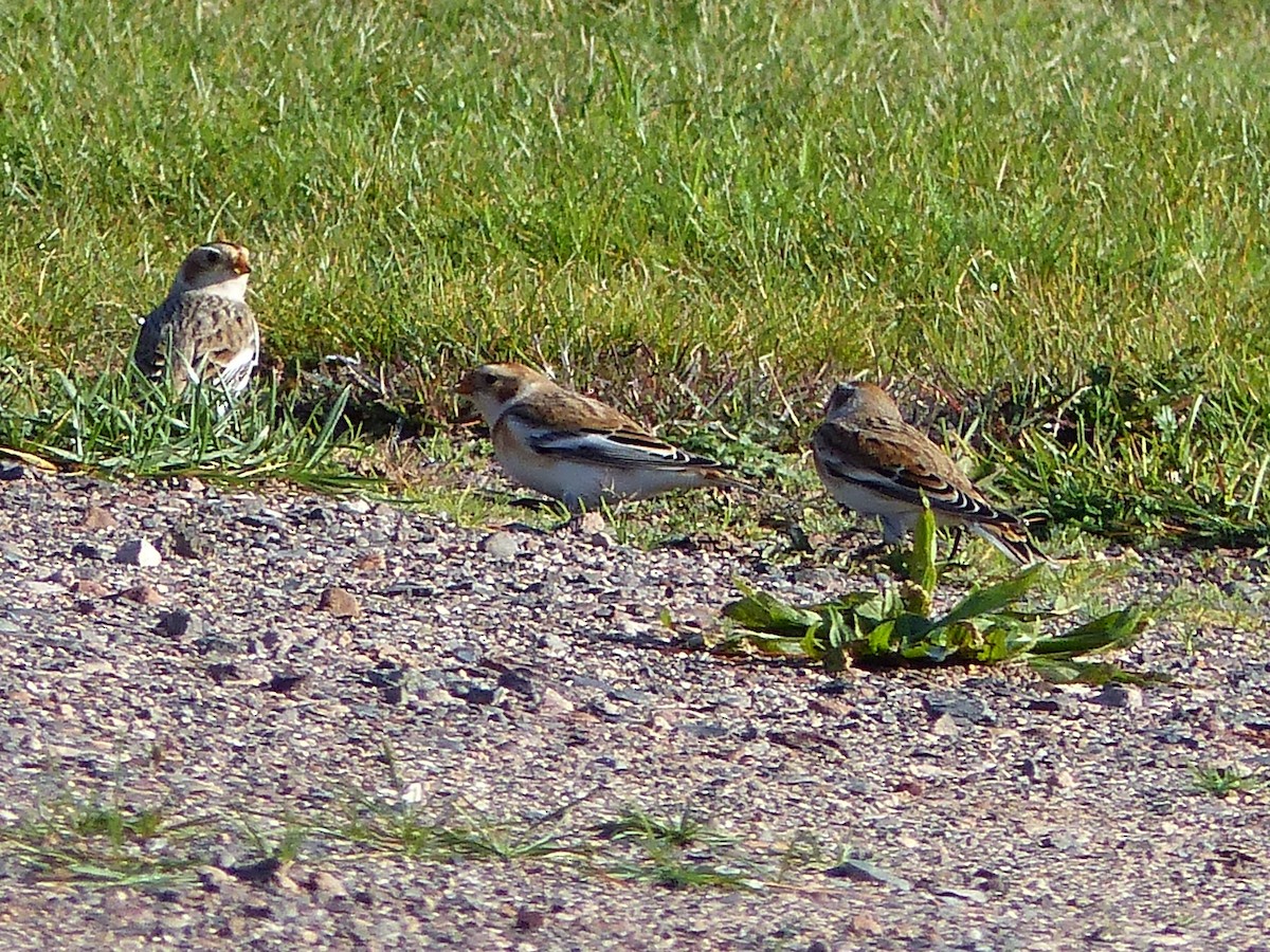 Snow Bunting - ML383109761