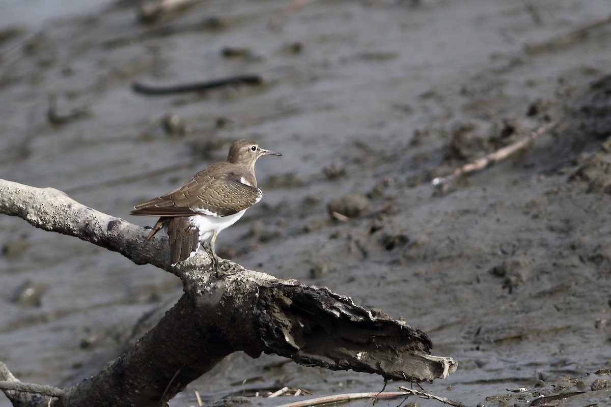 Common Sandpiper - Meng-Chieh (孟婕) FENG (馮)
