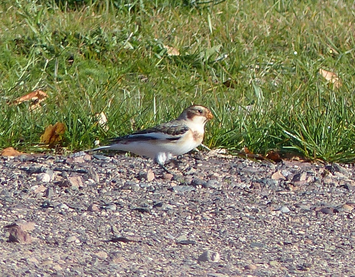 Snow Bunting - ML383110051